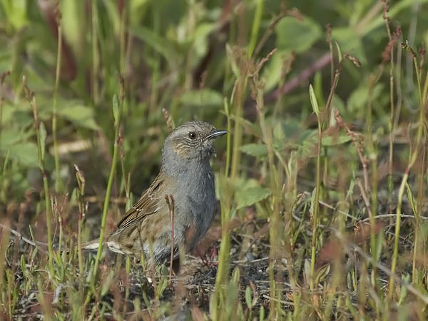 Rautiainen, Dunnock, Prunella modularis